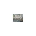 Quest of Aidance Dark Are the Skies at Hand Limnited 086/500 LP Vinilo 10" - 3T